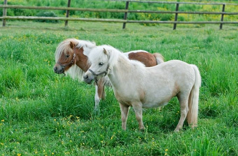 Falabella Horses