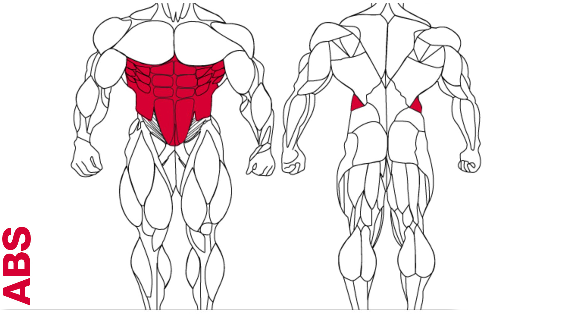 Exercise Schedule for bodybuilders (Bodybuilder's Anatomy ...