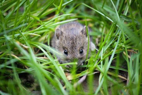 Anti Rodent Essential Oil