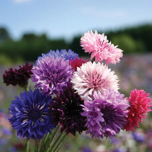 MIGardener Seeds Bachelor's Buttons Mix - Bird's Nest Gifts & Antiques - Bachelor Button Seeds