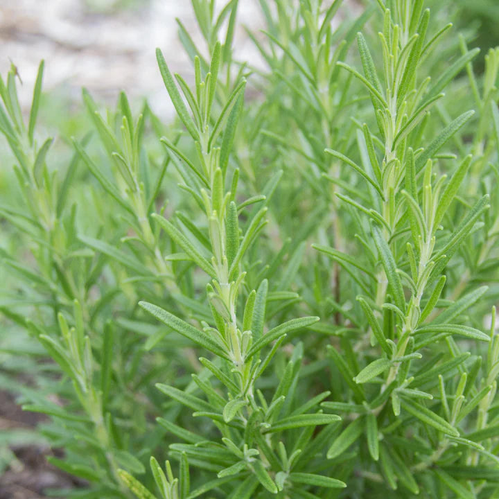 MIGardener Seeds Rosemary