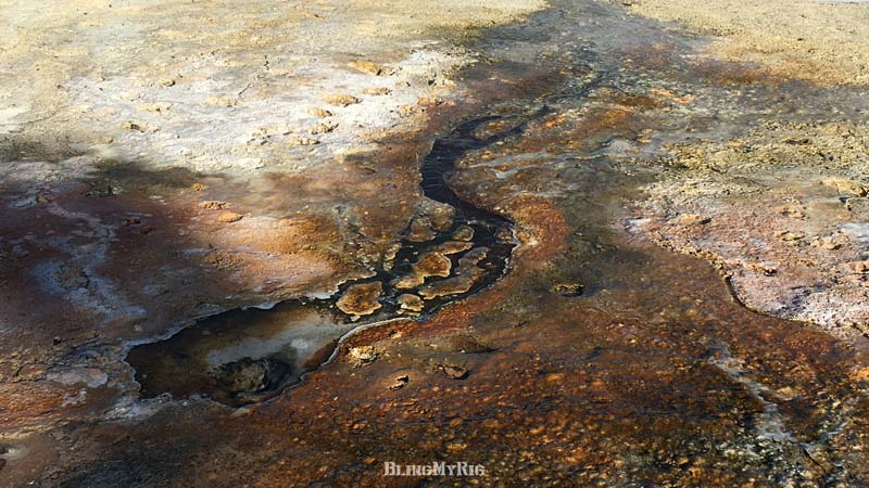 Yellowstone Upper Terrace micro-organisms