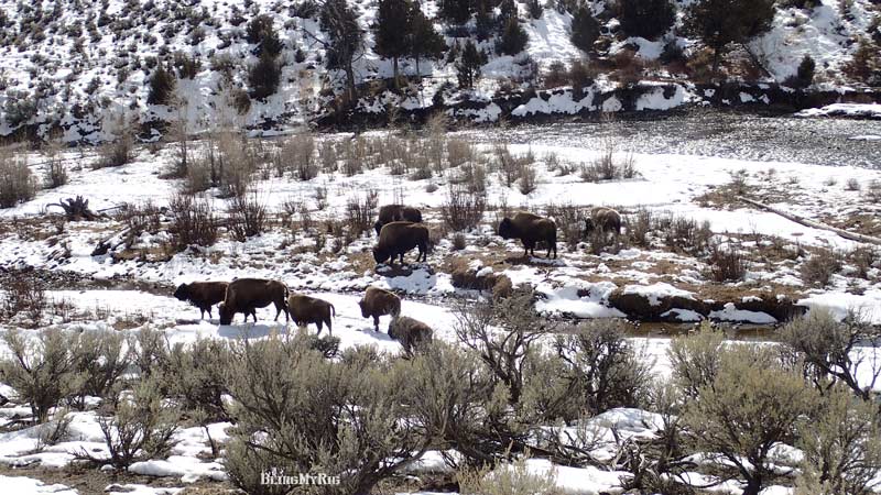 Bison grazing.