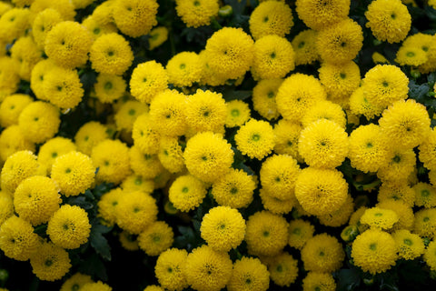 Crisantemos amarillos flores amarillas