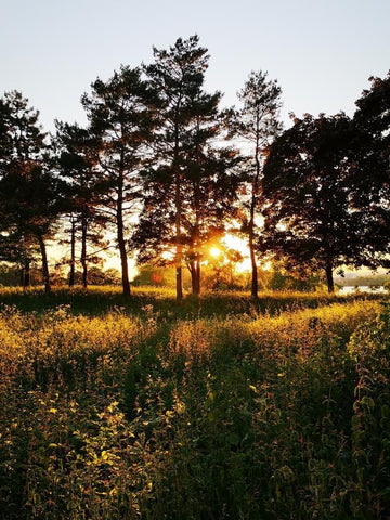 Sunrise trail running view from Jess Gibson