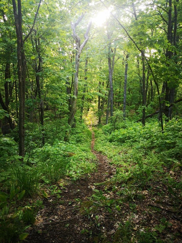 Evening trail running views near Ottawa, Ontario.