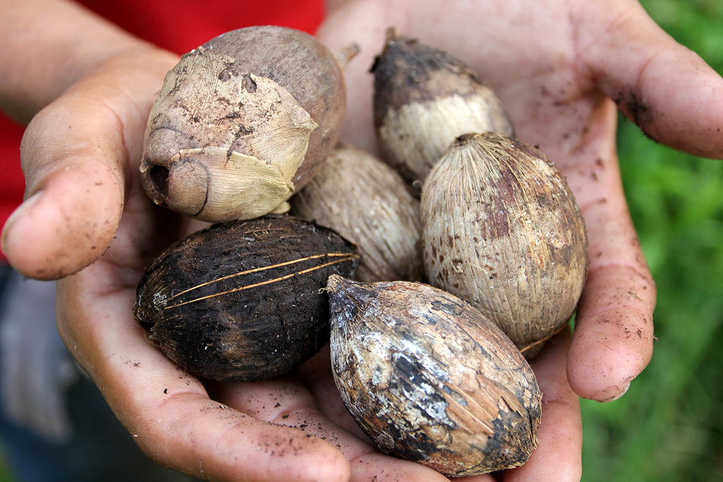 Un-cracked Corozo nuts. Izabal, Guatemala. Image by Jingwen Sun