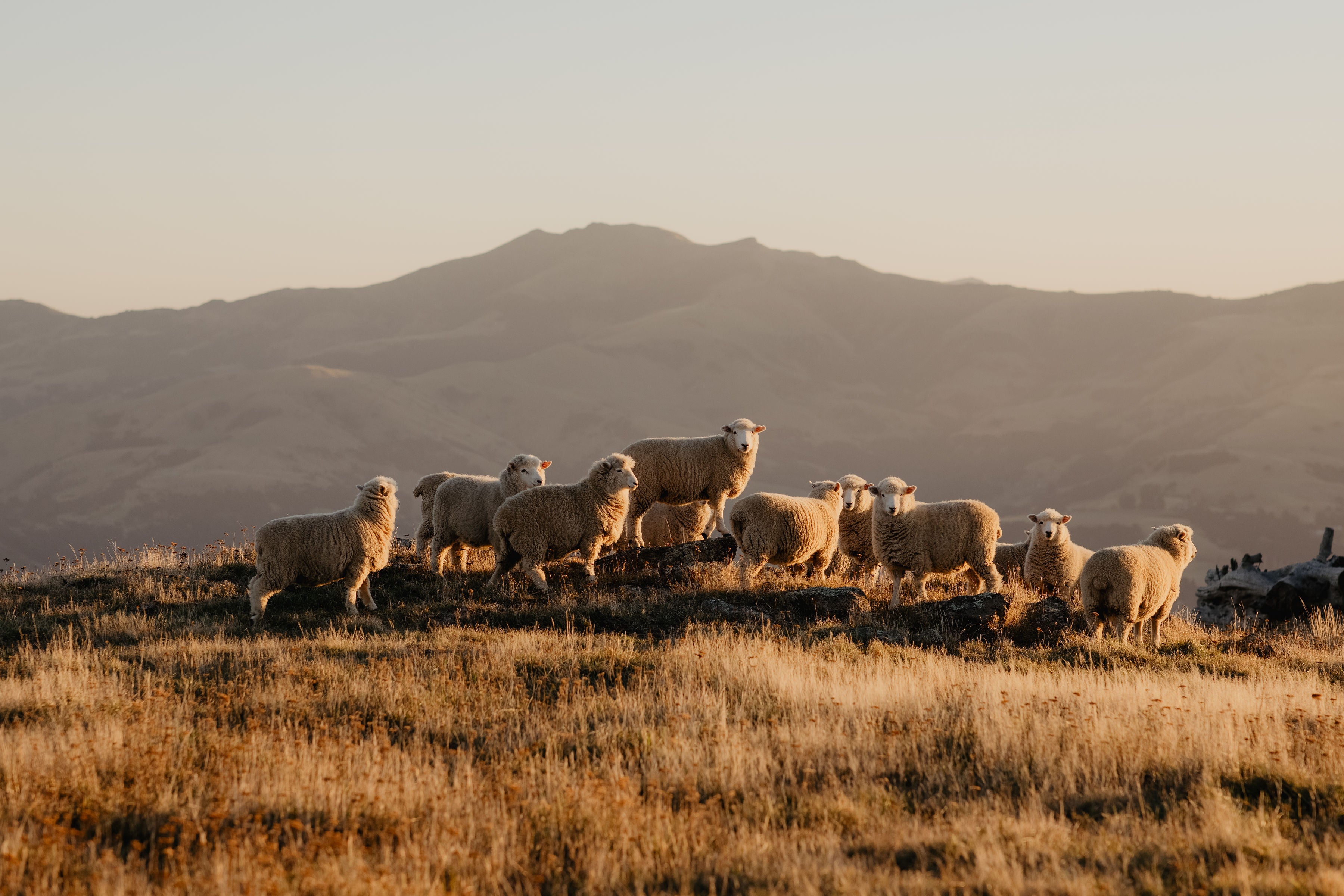 WHERE DOES MERINO WOOL COME FROM? – Baby in Merino