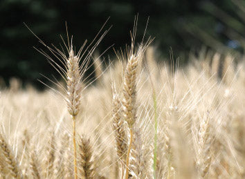 弾力のある食感と抜群の喉ごしを両立する、世界初のもち小麦