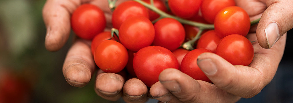 handfuls of tomatoes