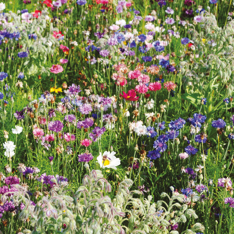 nature's haven wildflower biodiversity mix