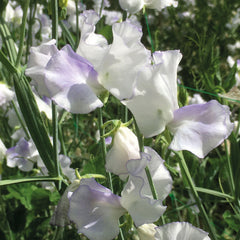 Unwins Sweet Pea Platinum Jubilee