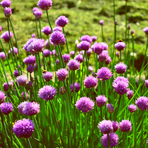 alliums