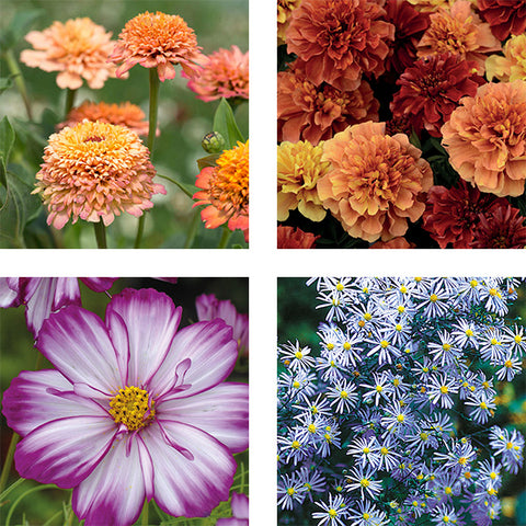 annuals zinnia aster marigold cosmos