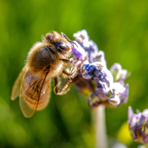 bee on wildflower