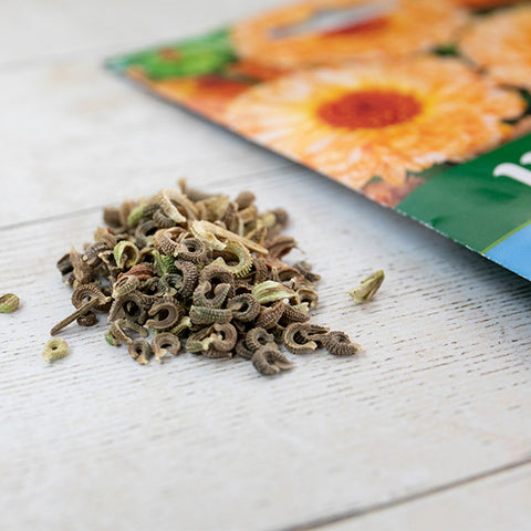 calendula seeds