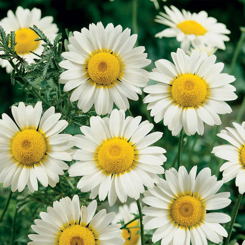 unwins chamomile