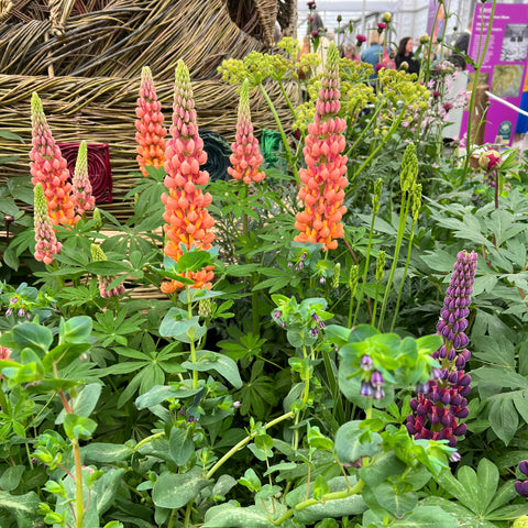 chelsea flowers lupins