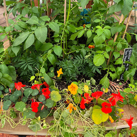 chelsea flowers nasturtium