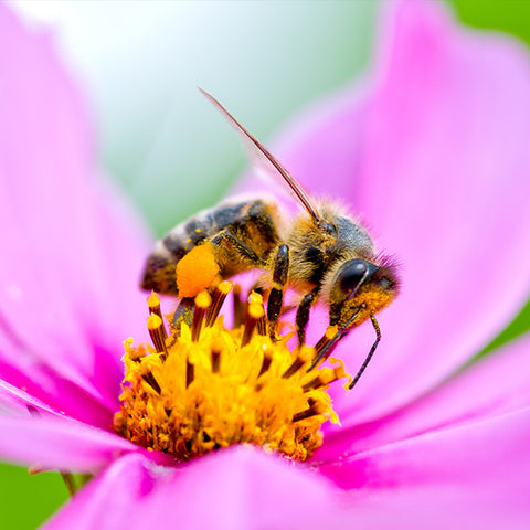 companion planting bee on flower