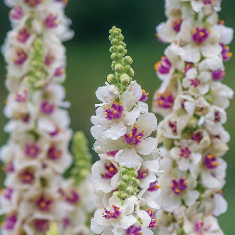 verbascum snowy spires bouquet