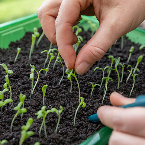 pricking out seedlings