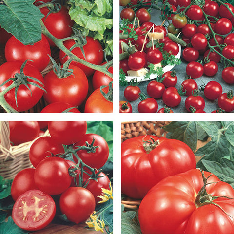 tomato picks