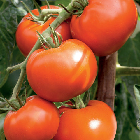 unwins tomatoes