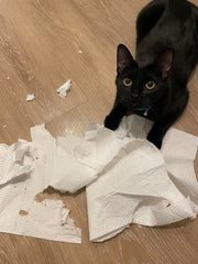 Dora destroying toilet paper