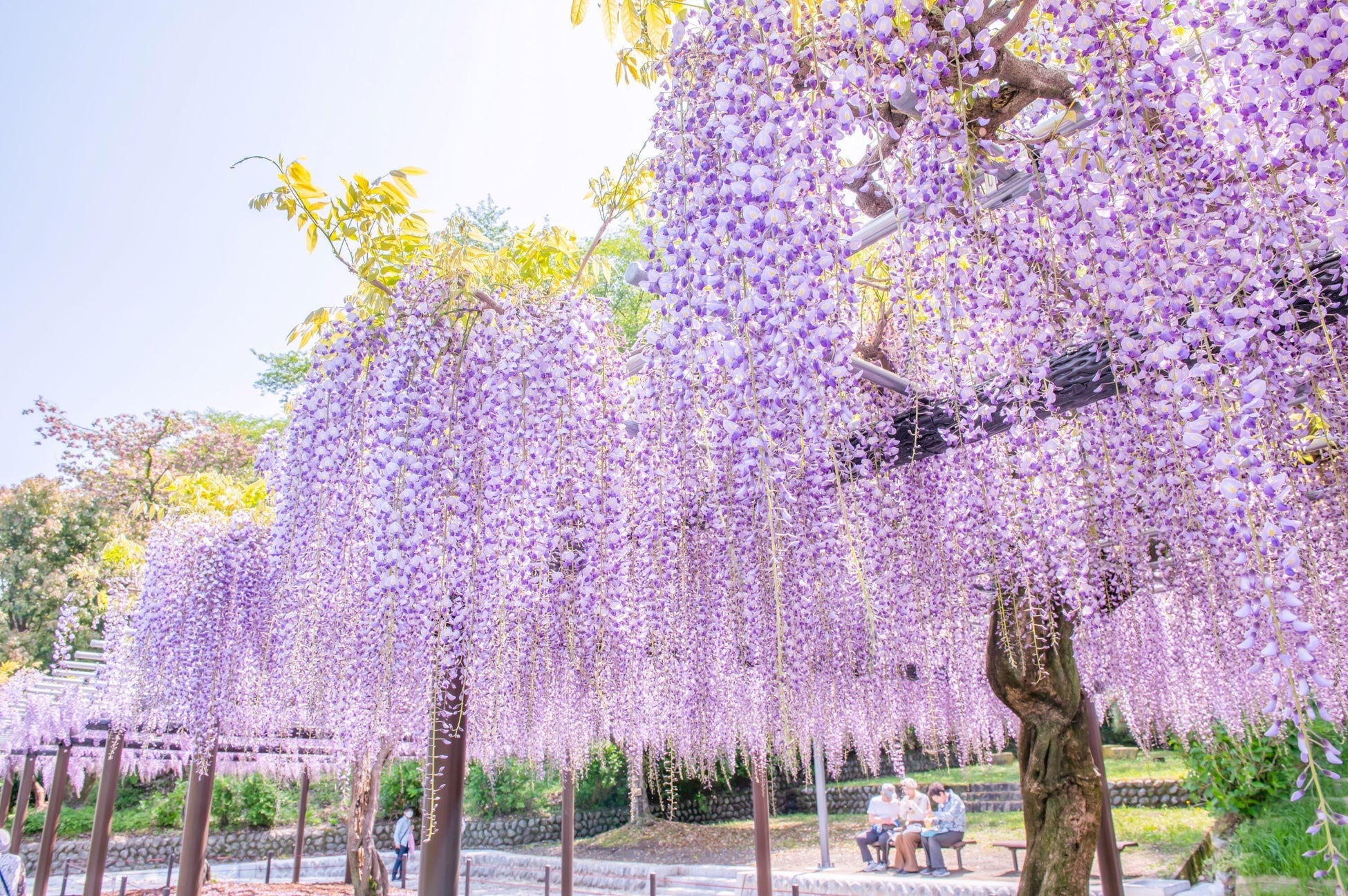 藤枝市が「INFIORATA花でつながる華の祭典」を11月に開催、ガバメントクラウドファンディングで資金調達