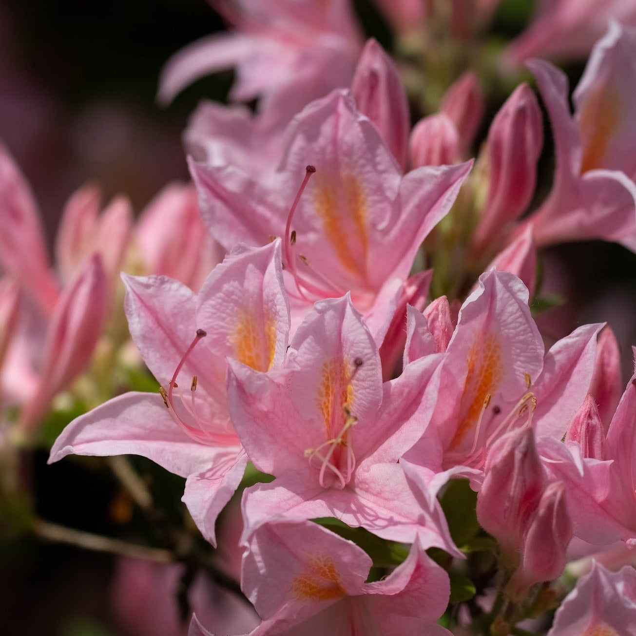 Azalée Japonaise - Azalea Japonica Blaauw's Pink
