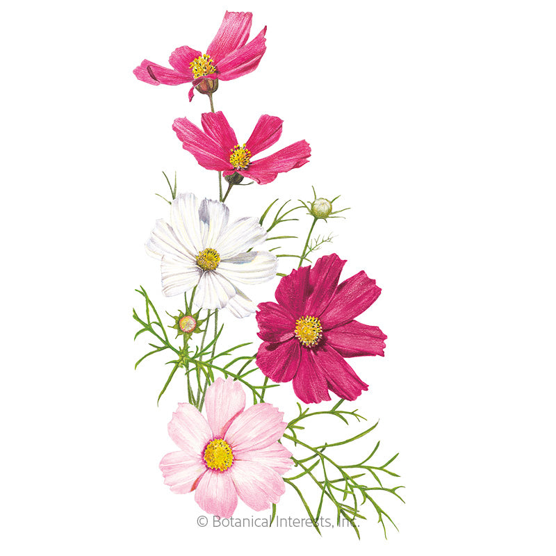 Sensation Blend Cosmos Seeds