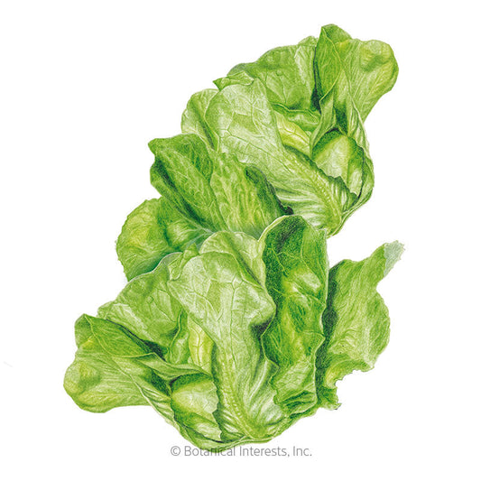 Lettuce Sucrine | Agrinova Seeds