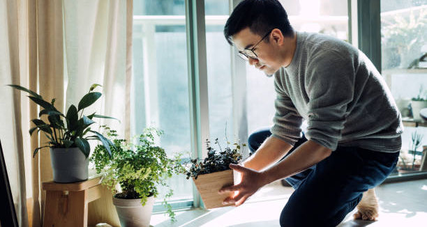 Indoor Plants For Positive Energy | CUE-Vapor