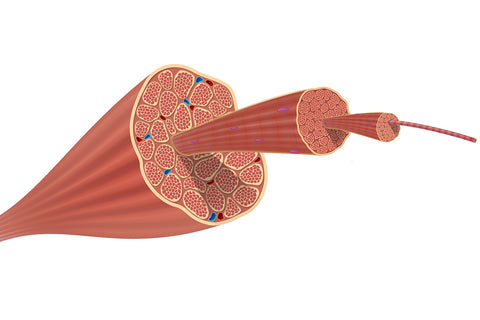 cross-section of muscle tissue