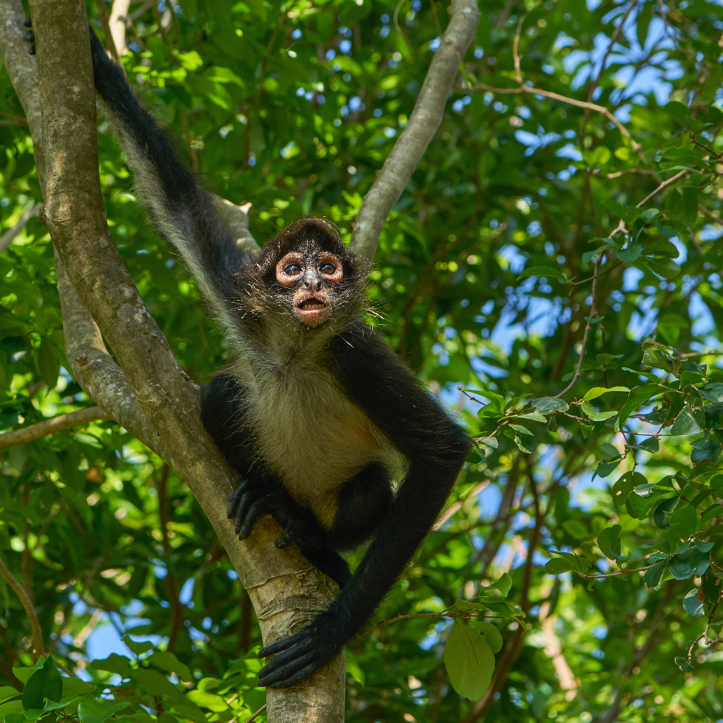 Mexican Spider Monkey, Rio Platano Biosphere Reserve