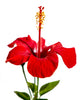 Hibiscus Sabdariffia Flower Extract