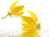 Ylang-ylang essential oil