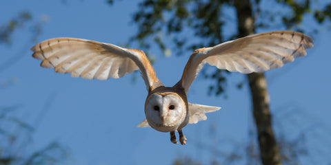 A barn owl flying, facing the camera