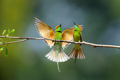 two birds sitting on a branch