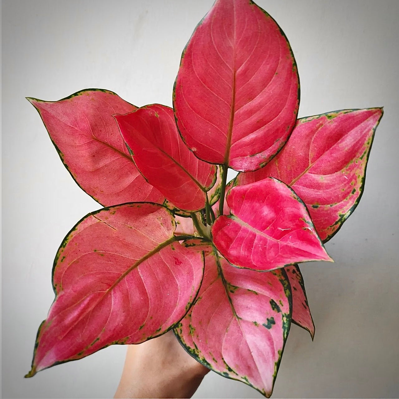 About Aglaonema Pink Katrina Plant – AROIDPLANT