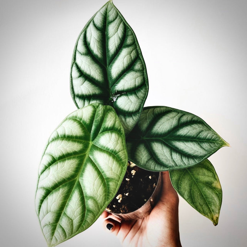 Alocasia Silver Dragon For Sale | Alocasia Silver Dragon Seeds – AROIDPLANT