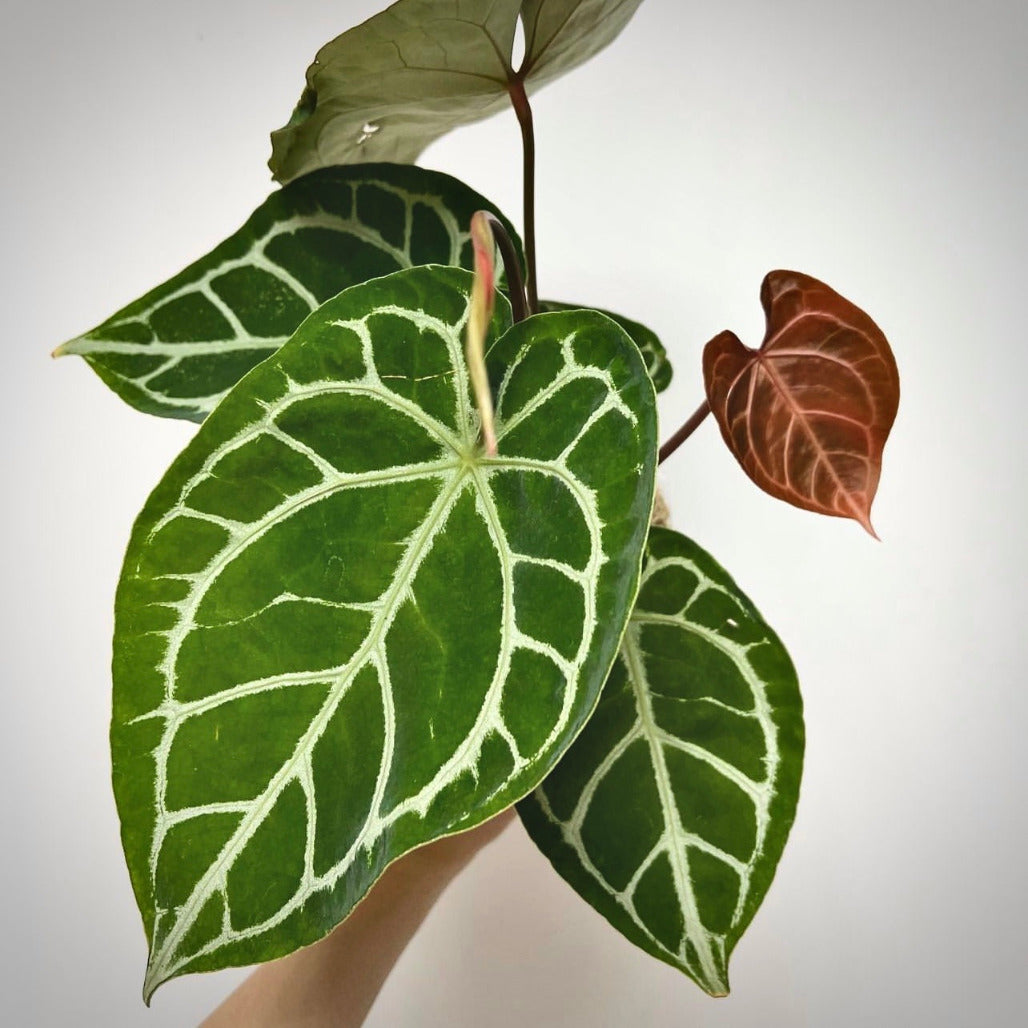 Anthurium Crystallinum to bán | Anthurium Crystallinum – AROIDPLANT