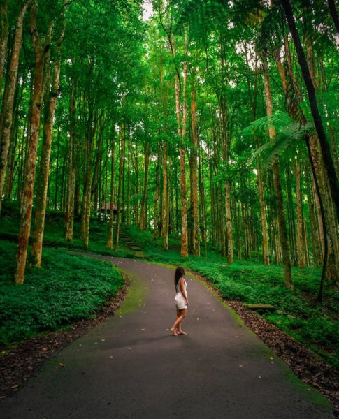 Kebun raya Bedugul bali