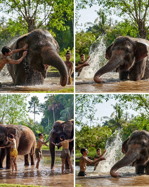 Elephant wash bali