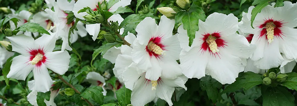Hibiscus Blanc | Couleur Florale