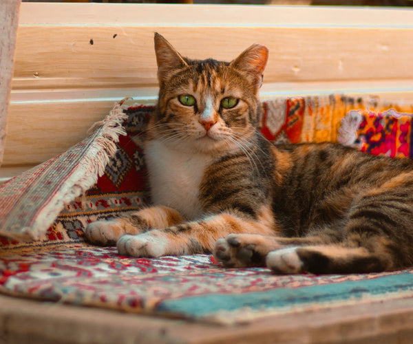 Chat qui empêche de nettoyer un tapis berbère en laine