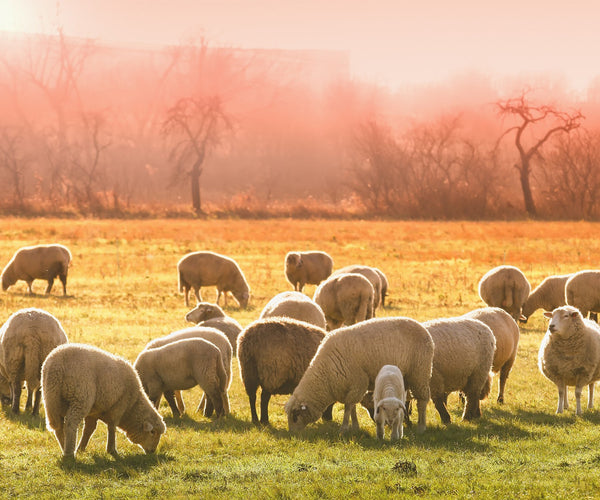 élevage de moutons pour avoir un tapis berbère coloré
