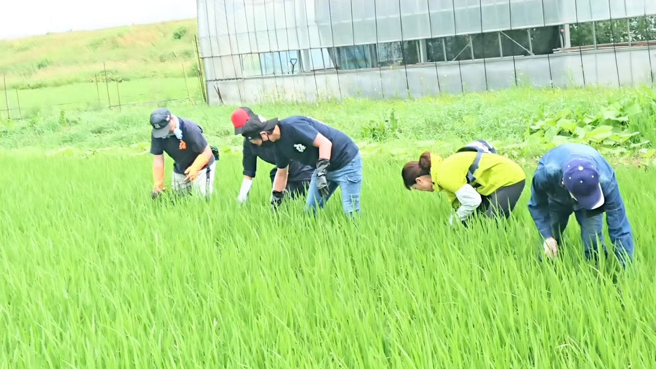 田んぼの草取り風景