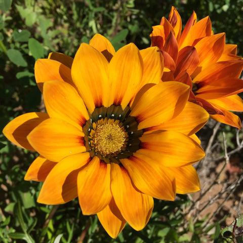 inspirational Southern California wildflowers